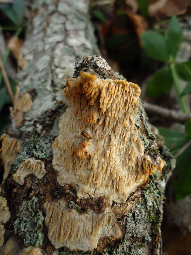 Aculei (Radulomyces molaris)